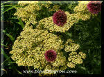 Achillea Hoofenhung and a Drum Stick Allium